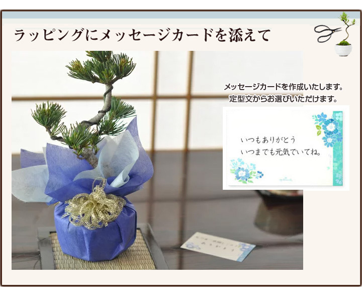 父の日 松盆栽 松 五葉松 丸小鉢 樹齢 5年 お菓子 セット 神戸プリン 人気 ランキング 60代 70代 和 鉢植え 癒やし ぼんさい_画像4