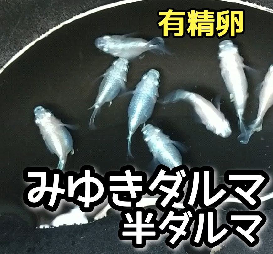 みゆきダルマ半ダルマめだか　有精卵25個＋α10個