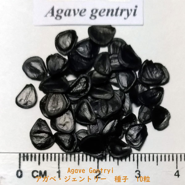 多肉植物 種子 種 アガベ ジェントリー Agave Gentry ツルボラン科 リュウゼツラン属 種子10粒の画像2