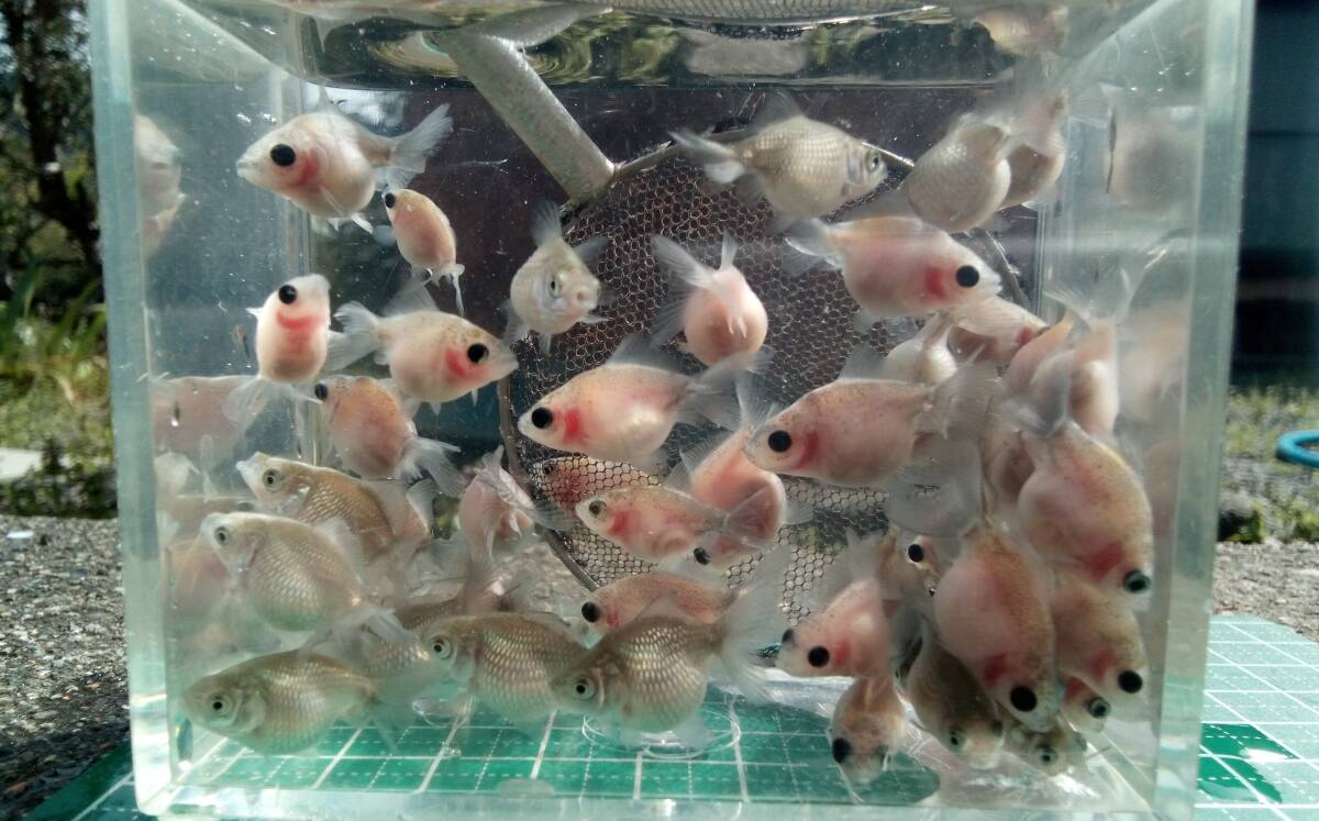 ピンポンパール 稚魚 約2.2cm～2.5cm前後 5匹 の画像2