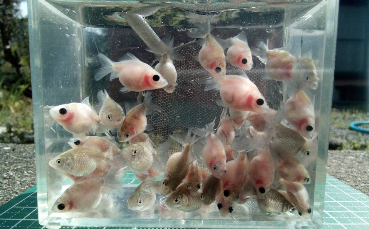 ピンポンパール 稚魚 約2.2cm～2.5cm前後 10匹 の画像7