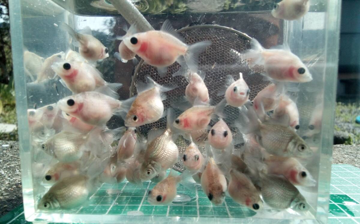 ピンポンパール　稚魚　約2.5cm前後　5匹　_画像3