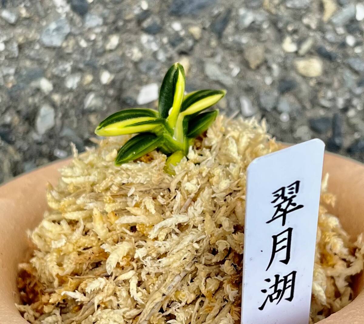 富貴蘭 最上芸最上柄【翠月湖】伝統園芸 東洋蘭 斑入り山野草《富貴蘭を楽しんで》の画像4