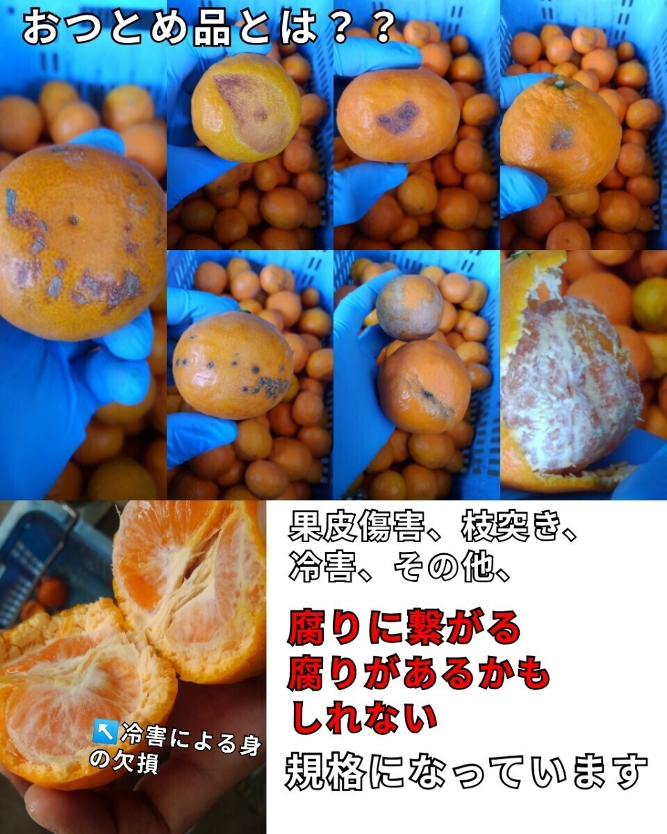 fm現地中島郵便局より発送！！超特価！！愛媛県中島産カラマンダリンおつとめ品箱込15㎏(賞味13㌔+保証量1㌔+箱1㌔)産地直送④の画像5