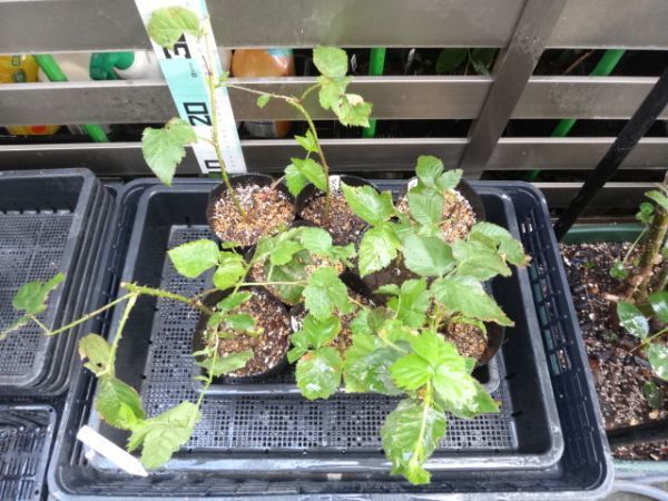ラズベリー 人気品種  タイベリー 2年生 特価 3苗有ります ＊スタート価格は１苗の価格です。の画像2