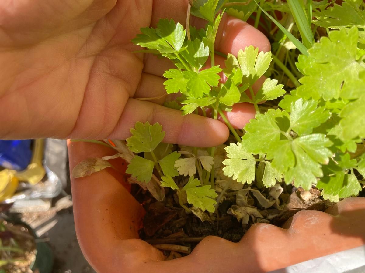 長年無農薬栽培　セロリ苗５本　芹菜 