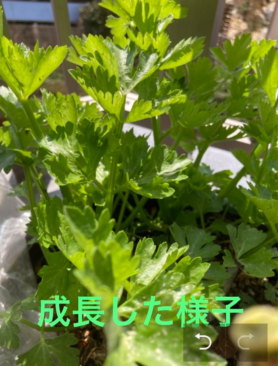 長年無農薬栽培　セロリ苗５本　芹菜 