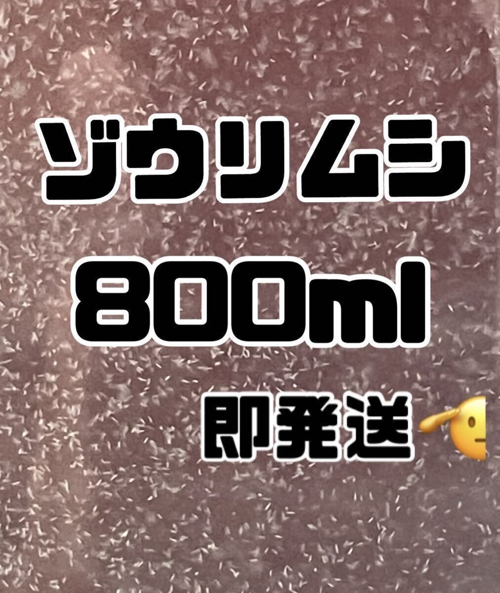 【ゾウリムシ大容量】800ml送料無料めだか金魚etc. の画像1