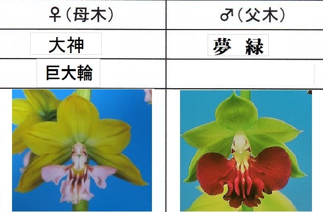 80Kえびね欄 ４１７ 大神×夢緑 ２本同一株 来春以降初花見込苗 未開花交配苗 山野草エビネランの画像1