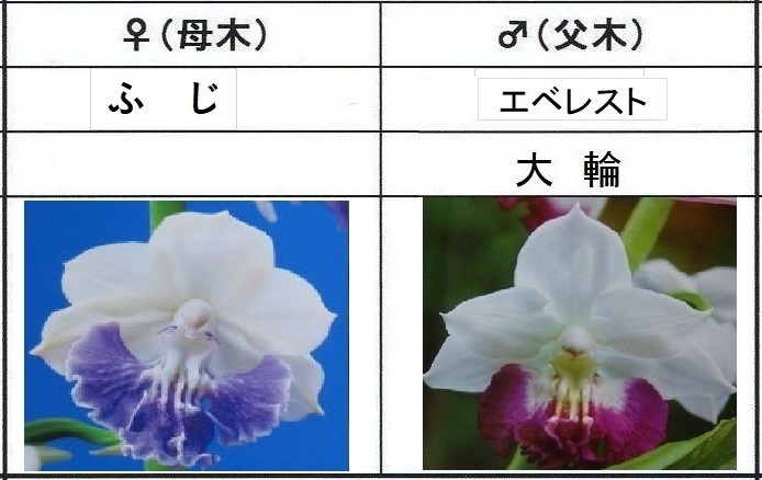 60えびね欄　４５９　ふじ×エベレスト　1-2作以降初花見込苗　山野草エビネラン_画像1