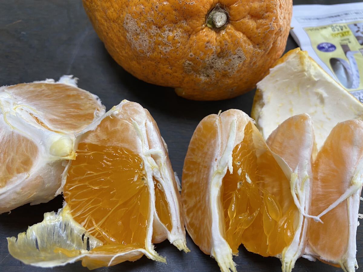 サイズ混合　訳あり　清見オレンジ　５キロ 紀州和歌山下津産　ジュースやカットフルーツでお楽しみ下さい。。
