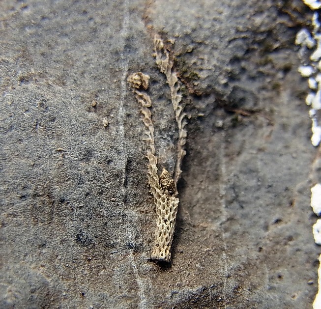 ■産地別 日本の化石 ■433 滋賀県 近江カルストの珪化した蘚虫の画像3