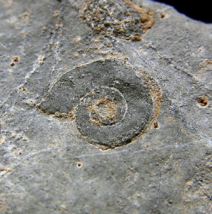 ■産地別 日本の化石 ■409 近江カルストのベレロフォン ?の画像1