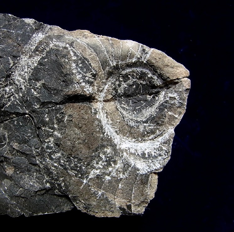 ■産地別 日本の化石 ■415 岐阜県 根尾のオウムガイの画像3