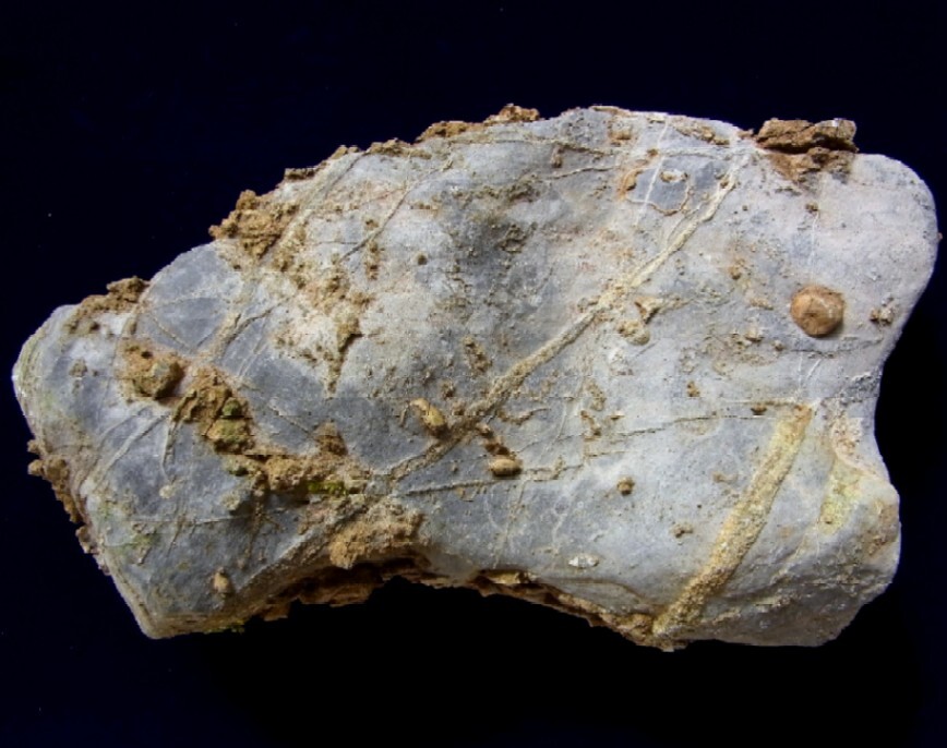 ■産地別 日本の化石 ■424 滋賀県 近江カルストのフズリナの画像2