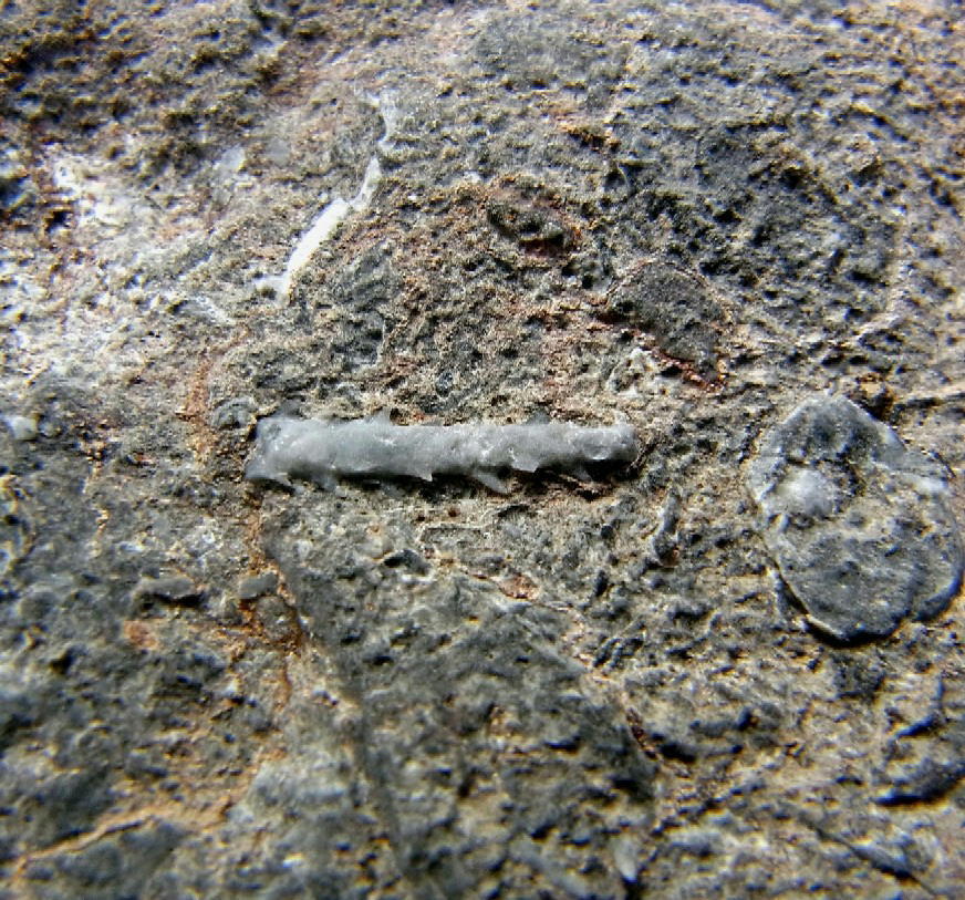 ■産地別 日本の化石 ■423 近江カルストのフズリナの画像4