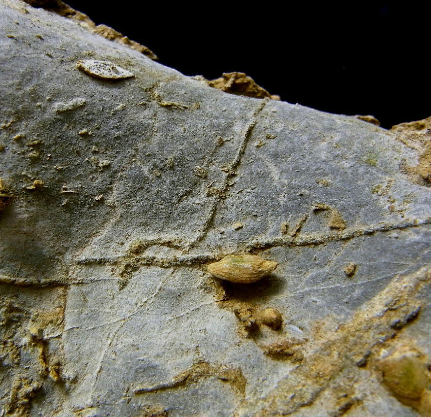 ■産地別 日本の化石 ■424 滋賀県 近江カルストのフズリナの画像5