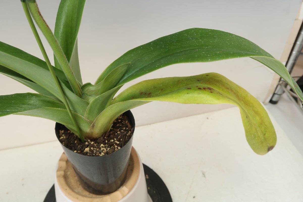 月末半額再出品！ 洋蘭　パフィオ TA10880 TB17-37 Paph. (Emerald Lake 'White Dream' x Emerald Sea 'Green Eye')_画像7