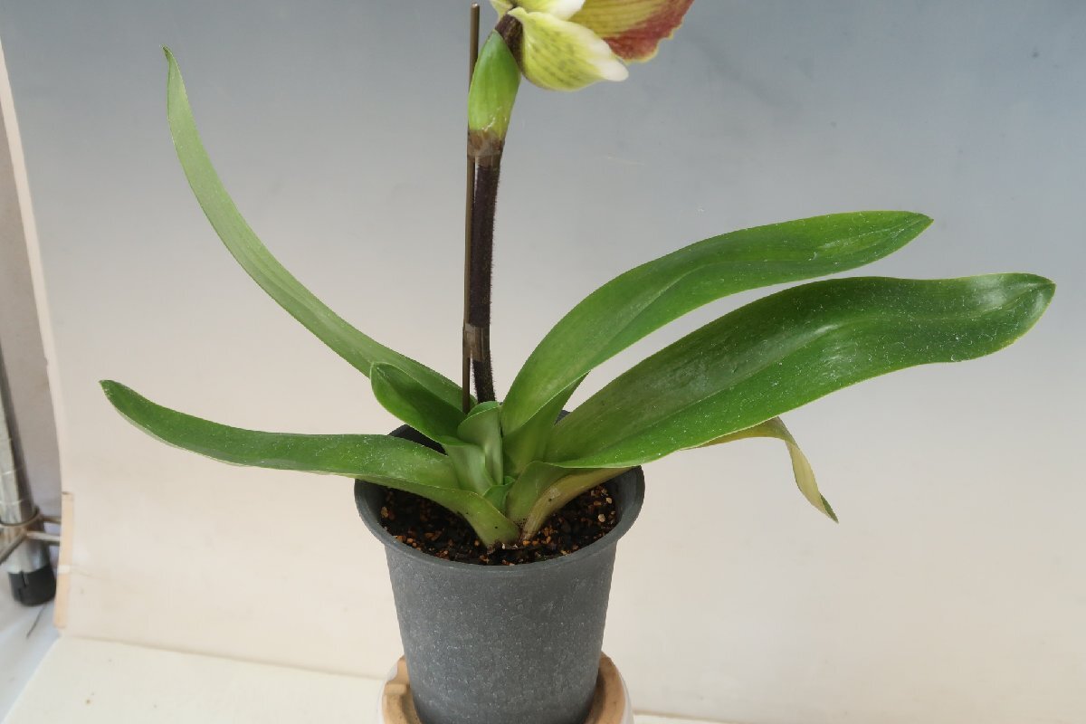 月末半額再出品！ 洋蘭　パフィオ TA10882 TB17-47 Paph. Thunder World x sib ('Tokyo Fantasy' x 'Nissho' GM/JOGA)_画像6