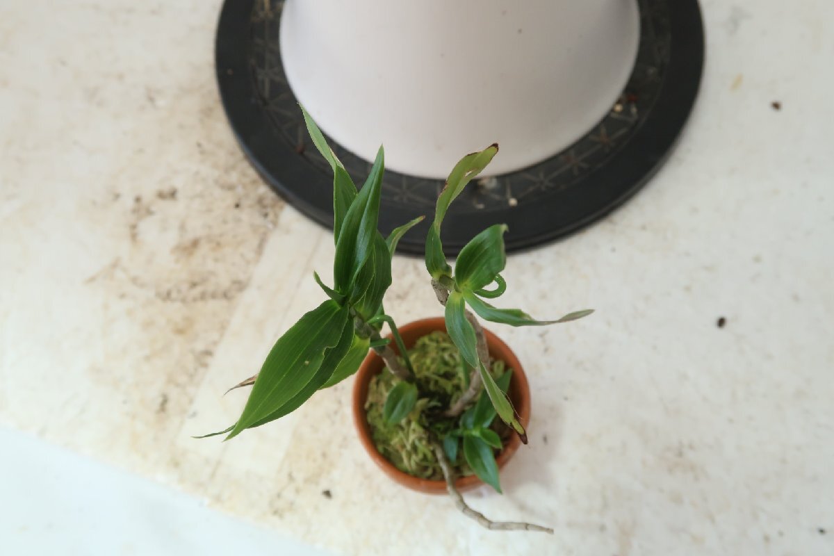 月末セール！値引再出品！ 即決 洋蘭 原種 デンドロ TA10973 Dendrobium sp. aff. azureumの画像7