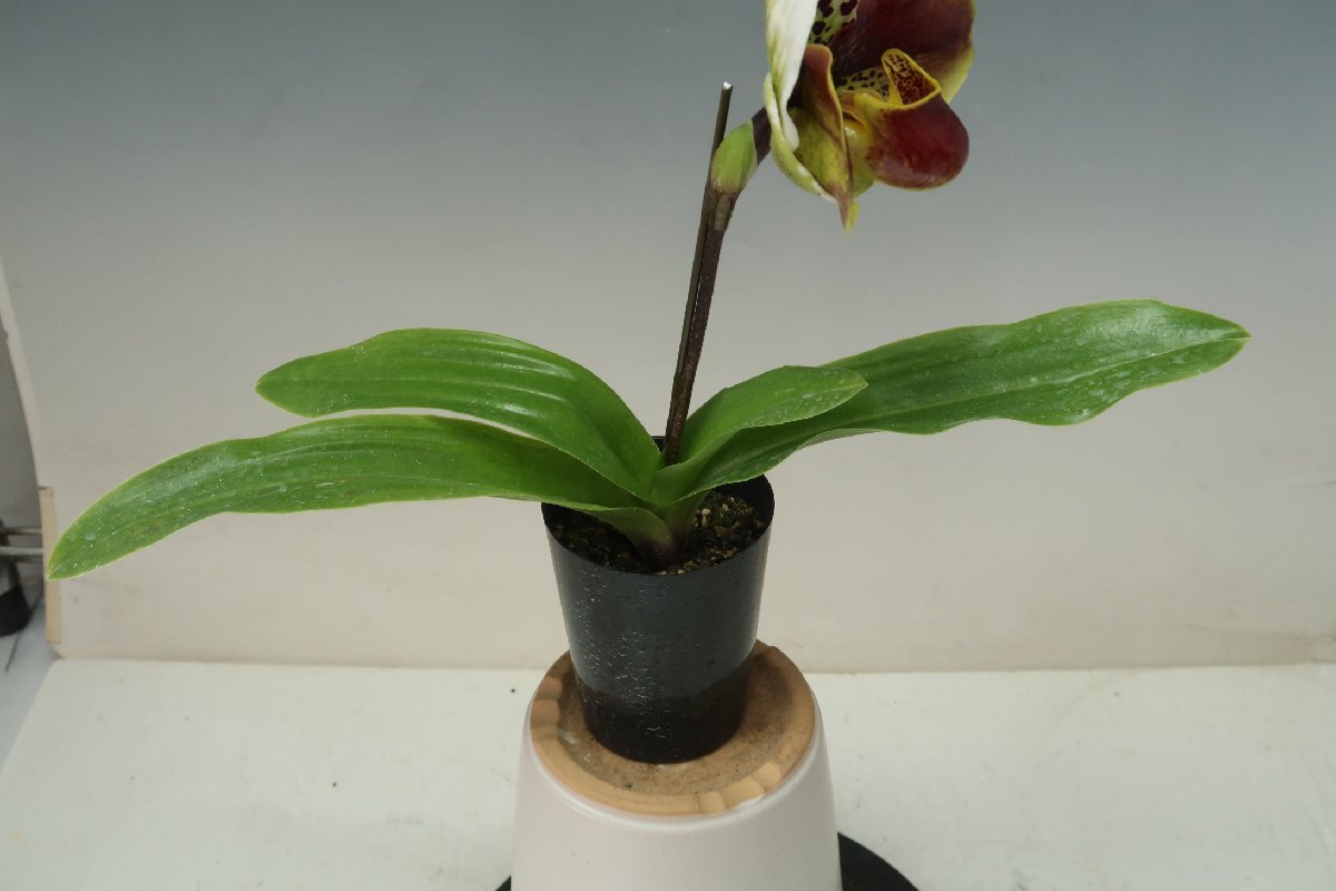 月末半額再出品！ 洋蘭 パフィオ TA10870 TB18-09 Paph.(Perfect World 'Flatter' x Mem. Sabrina Mark 'Favorite'SSM/JOGA)の画像6