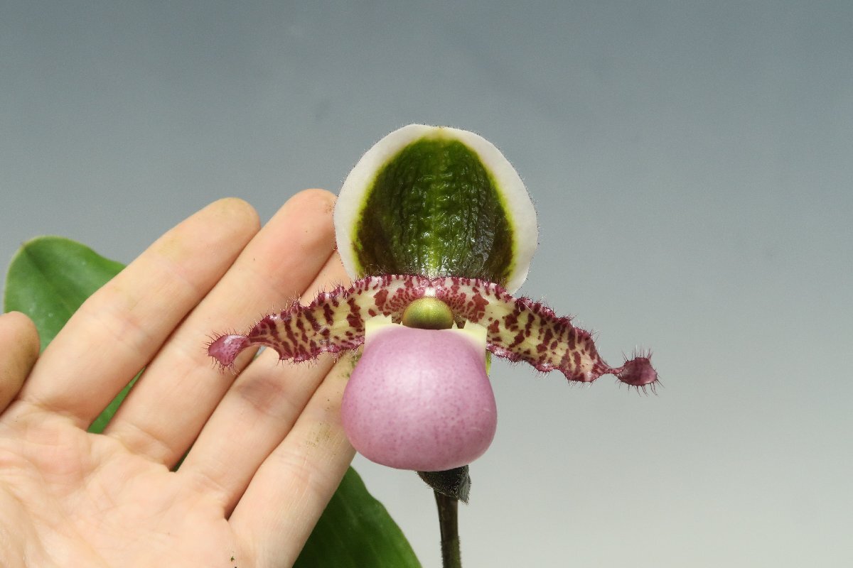 値引再出品！ 洋蘭 原種 パフィオ TA10964 TB17-57 Paph. liemianum x sib ( 'Olive Queen' x 'Pink Whale' SM/JOGA)_画像9