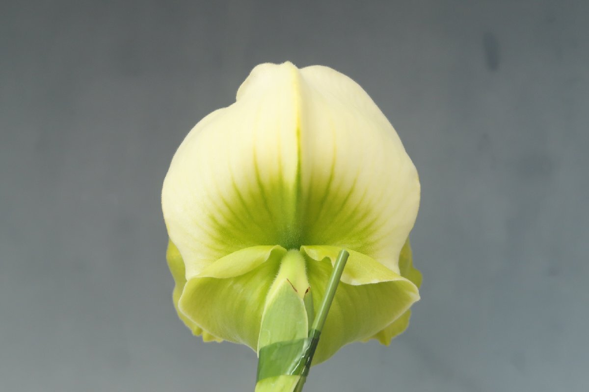 月末半額再出品！ 洋蘭 パフィオ TA10880 TB17-37 Paph. (Emerald Lake 'White Dream' x Emerald Sea 'Green Eye')の画像5