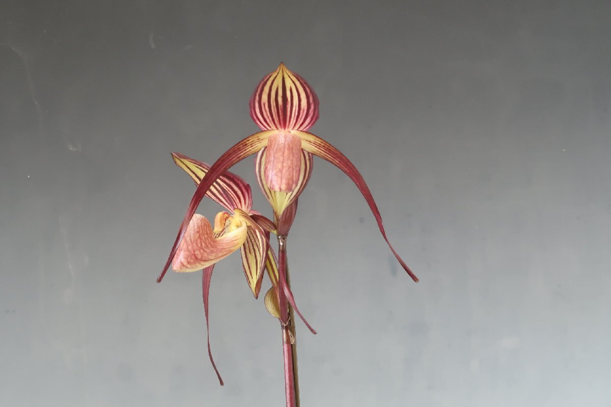 月末半額再出品！ 洋蘭　パフィオ TA10931 Paph. Hsinying Anita (Lady Isabel 'Crown' x anitum 'Black Magic')_画像4