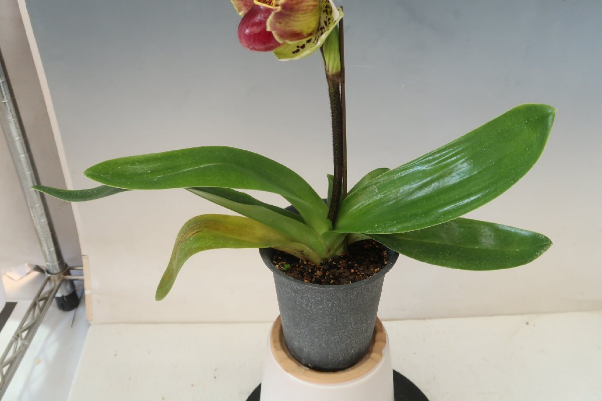 月末半額再出品！ 洋蘭　パフィオ TA10882 TB17-47 Paph. Thunder World x sib ('Tokyo Fantasy' x 'Nissho' GM/JOGA)_画像8