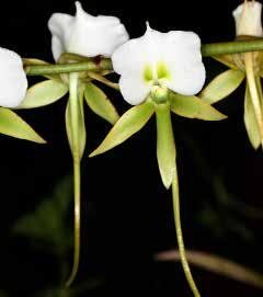 即決 洋蘭 原種 アングレカム TA11046 Angraecum eburneum ssp. xerophilum_画像1