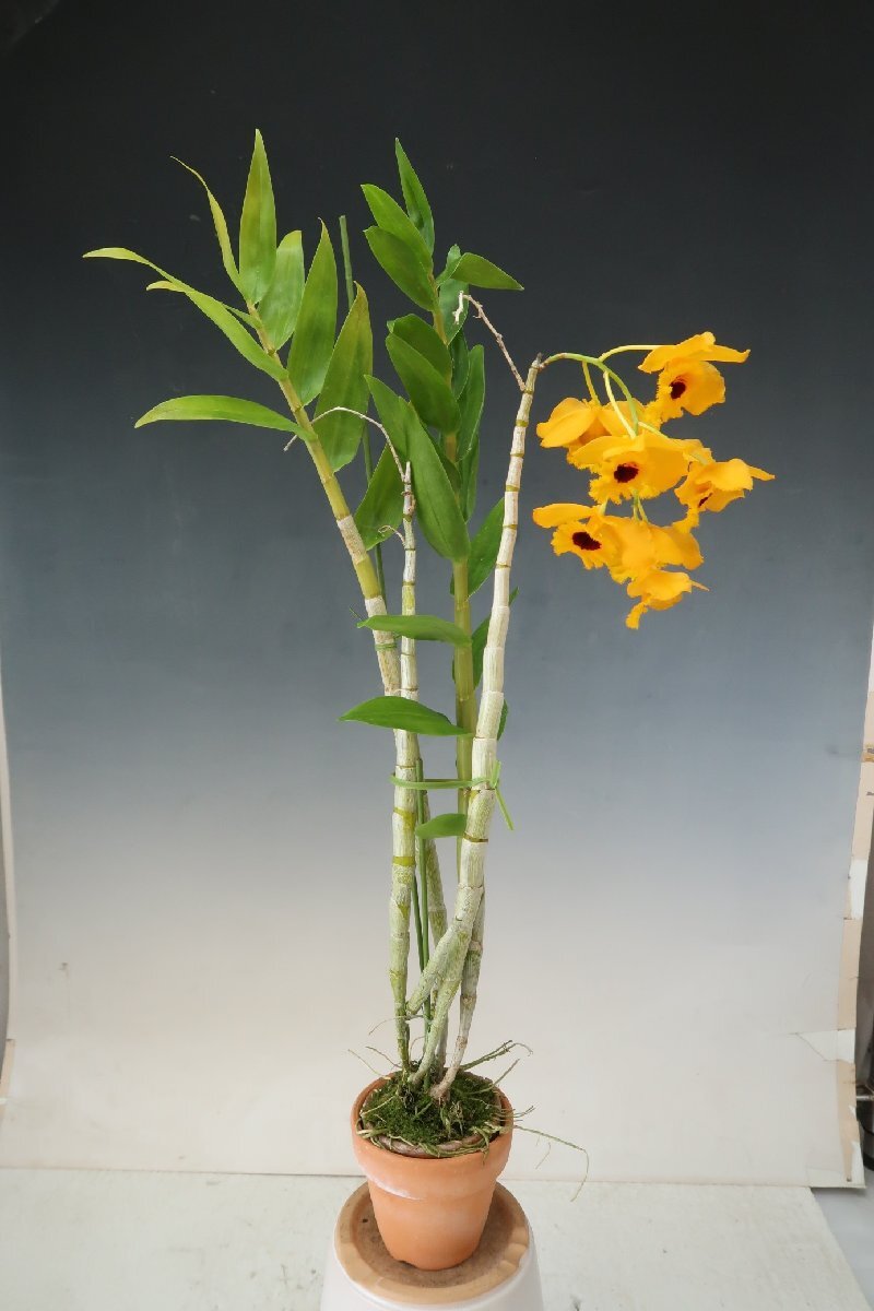即決 洋蘭 原種 デンドロ TA11037 Den. fimbriatum 'Gold Nagget' (Selected by Orchid Zone)の画像4