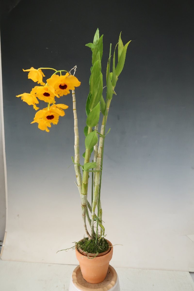 即決 洋蘭 原種 デンドロ TA11037 Den. fimbriatum 'Gold Nagget' (Selected by Orchid Zone)の画像6