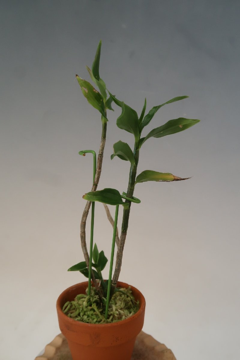 月末セール！値引再出品！ 即決 洋蘭 原種 デンドロ TA10973 Dendrobium sp. aff. azureumの画像3