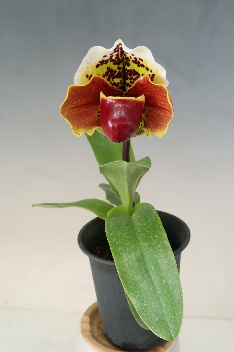 月末半額再出品！ 即決 洋蘭 パフィオ TA10922 TB17-34 Paph. Thunder Worid x sib ('Green Base' x 'Spotted Emerald')の画像1