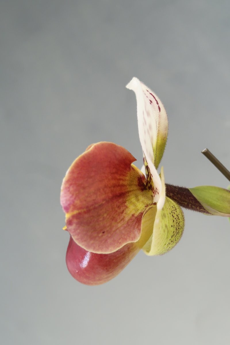 月末半額再出品！ 洋蘭 パフィオ TA10877 TB18-09 Paph.(Perfect World 'Flatter' x Mem. Sabrina Mark 'Favorite'SSM/JOGA)の画像4