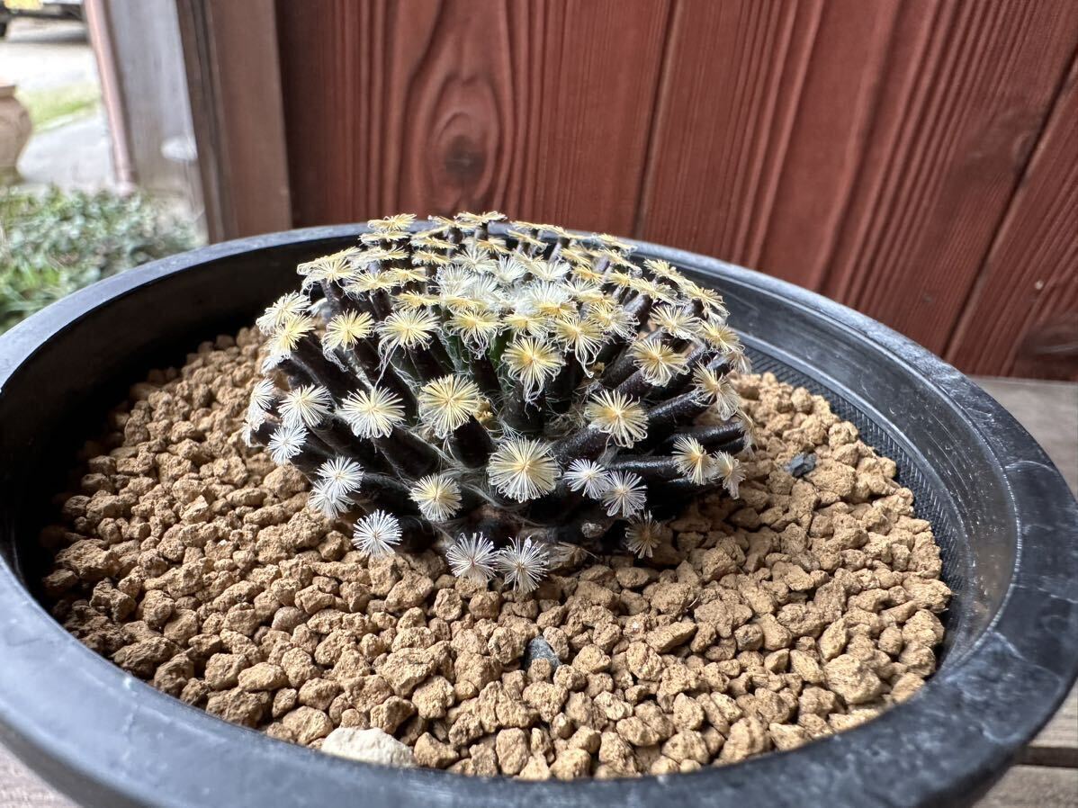 8. マミラリア  黒肌明星 mammillaria schiedeana 実生の画像8