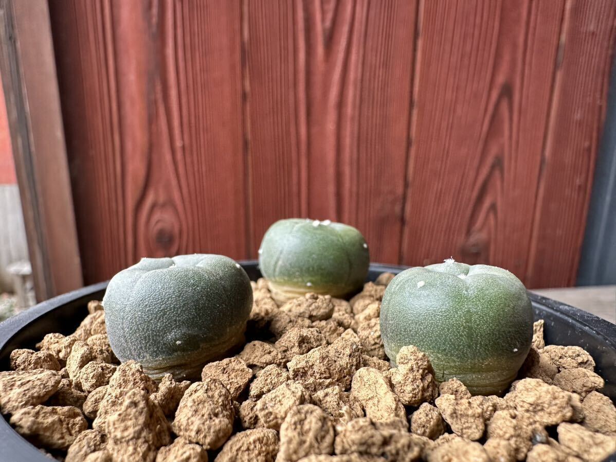 11. ロフォフォラ ・ アルベルト ・ ヴォイテフィー Lophophora alberto-vojtechii 実生　三株_画像2