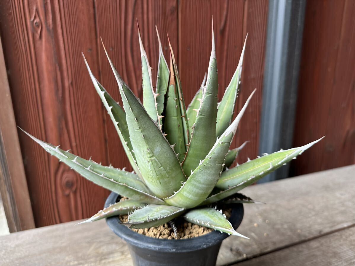 1アガベ パープソラム agave purpusorum 実生 の画像1