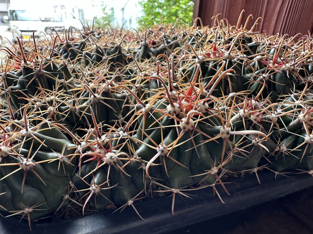 ferokaktasFerocactus товар вид неизвестен реальный сырой кейс распродажа 