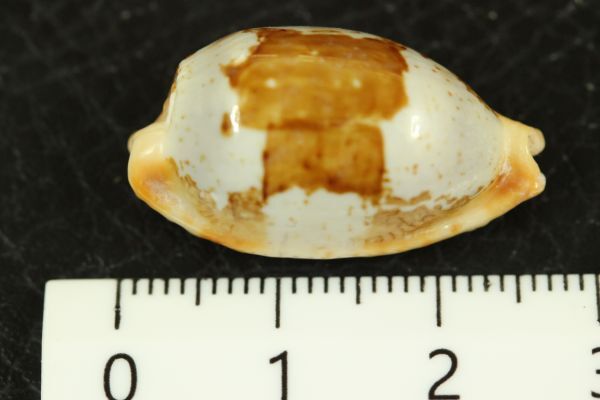 スソヨツメダカラ　26㎜ 　タカラガイ　貝標本　貝殻_画像5