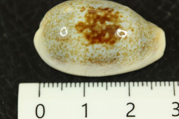 ナンヨウナツメモドキ　29.3㎜ 　タカラガイ　貝標本　貝殻_画像7