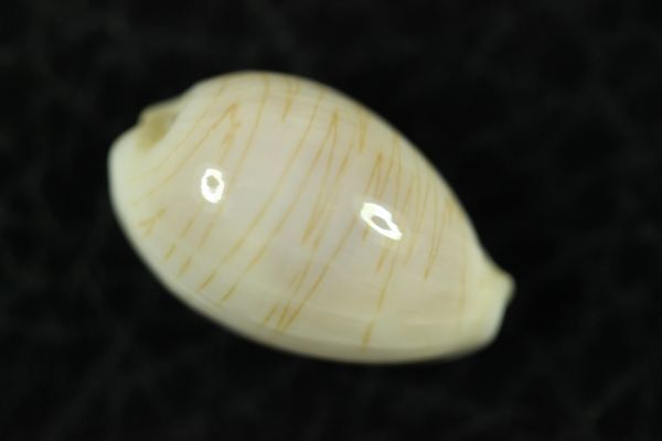 カミスジダカラ　16㎜ 　タカラガイ　貝標本　貝殻_画像1