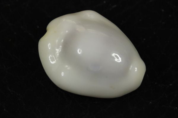 キイロダカラ 白化 21.2㎜  タカラガイ 貝標本 貝殻の画像2