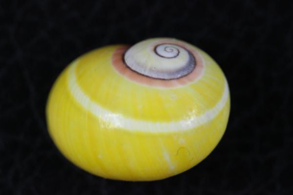 ホンイオウコダマ 22.3 ㎜  陸貝 マイマイ 貝標本 貝殻の画像2
