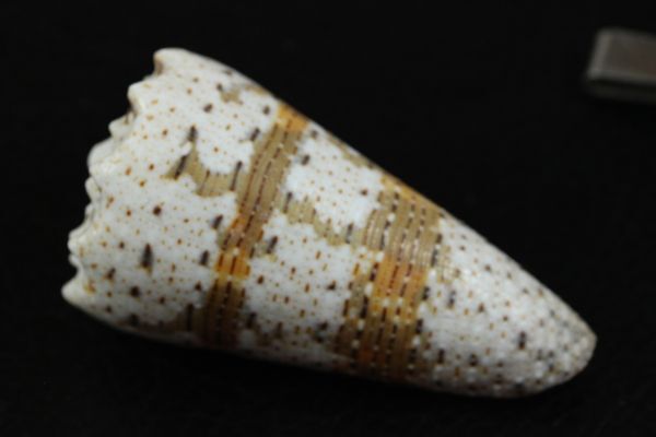 ミカドミナシ 71 ㎜  イモガイ 貝標本 貝殻の画像5