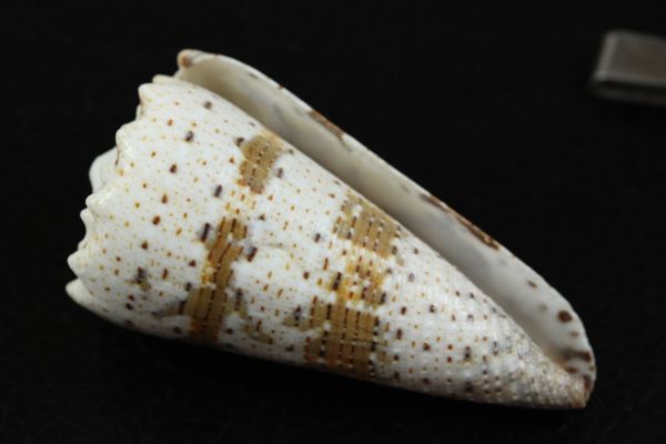 ミカドミナシ 71 ㎜  イモガイ 貝標本 貝殻の画像1