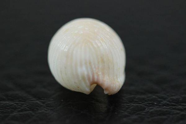 チリメンオオシラタマ　14.2mm 　タカラガイ　貝標本　貝殻_画像3
