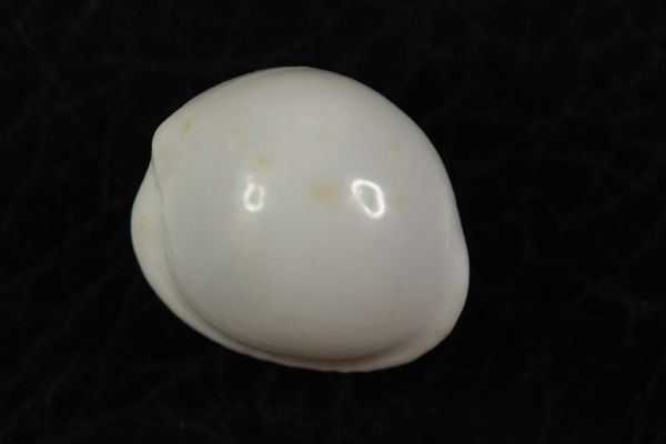 ツヤオオシラタマ 17.2mm  タカラガイ 貝標本 貝殻の画像3