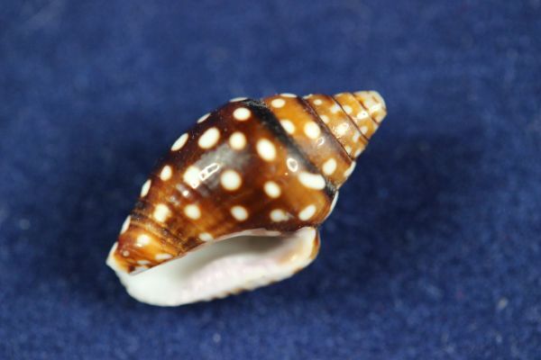 ミソラフトコロガイ 13.9㎜  貝標本 貝殻の画像2