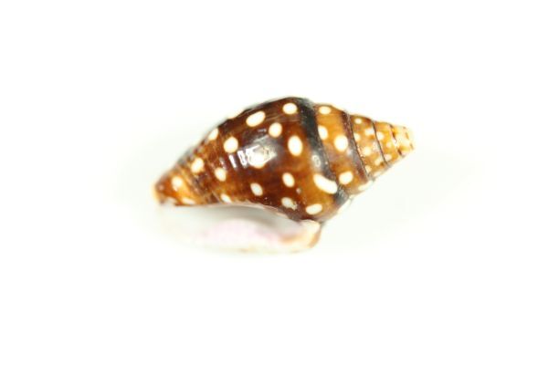 ミソラフトコロガイ 13.9㎜  貝標本 貝殻の画像4